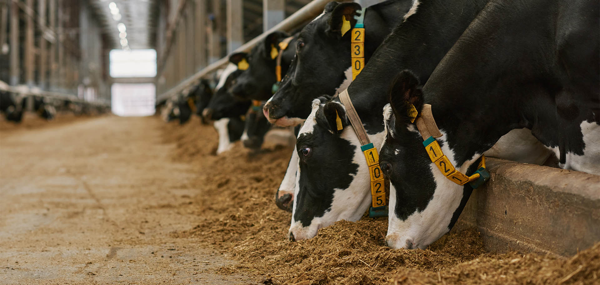 Mangimi per animali da allevamento: bovini, ovini, suini, avicoli, conigli, cavalli, animali da cortile, animali da reddito – assortimento completo nel punto vendita D'Onofrio Cereali