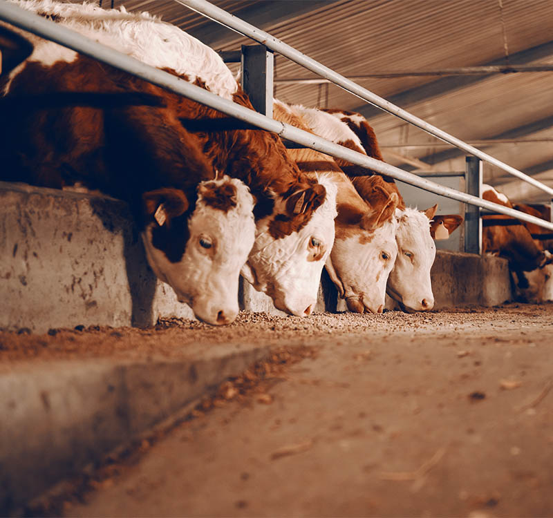 Mangimi per animali da allevamento: bovini, ovini, suini, avicoli, conigli, cavalli, animali da cortile, animali da reddito – assortimento completo nel punto vendita D'Onofrio Cereali