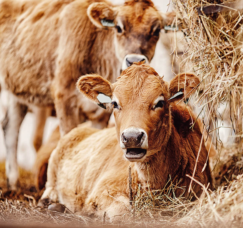 Mangimi per animali da allevamento: bovini, ovini, suini, avicoli, conigli, cavalli, animali da cortile, animali da reddito – assortimento completo nel punto vendita D'Onofrio Cereali