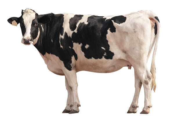 Mangimi per animali da allevamento: bovini, ovini, suini, avicoli, conigli, cavalli, animali da cortile, animali da reddito – assortimento completo nel punto vendita D'Onofrio Cereali