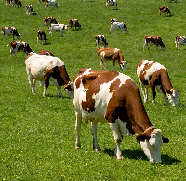 Mangimi per animali da allevamento: bovini, ovini, suini, avicoli, conigli, cavalli, animali da cortile, animali da reddito – assortimento completo nel punto vendita D'Onofrio Cereali